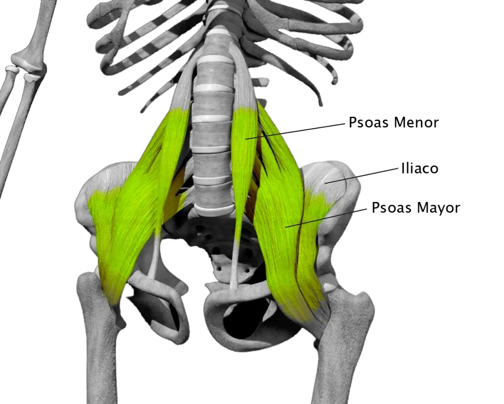 Ilustración anatómica que muestra el músculo psoas mayor y menor en color verde, conectando las vértebras lumbares con el fémur a través de la pelvis.