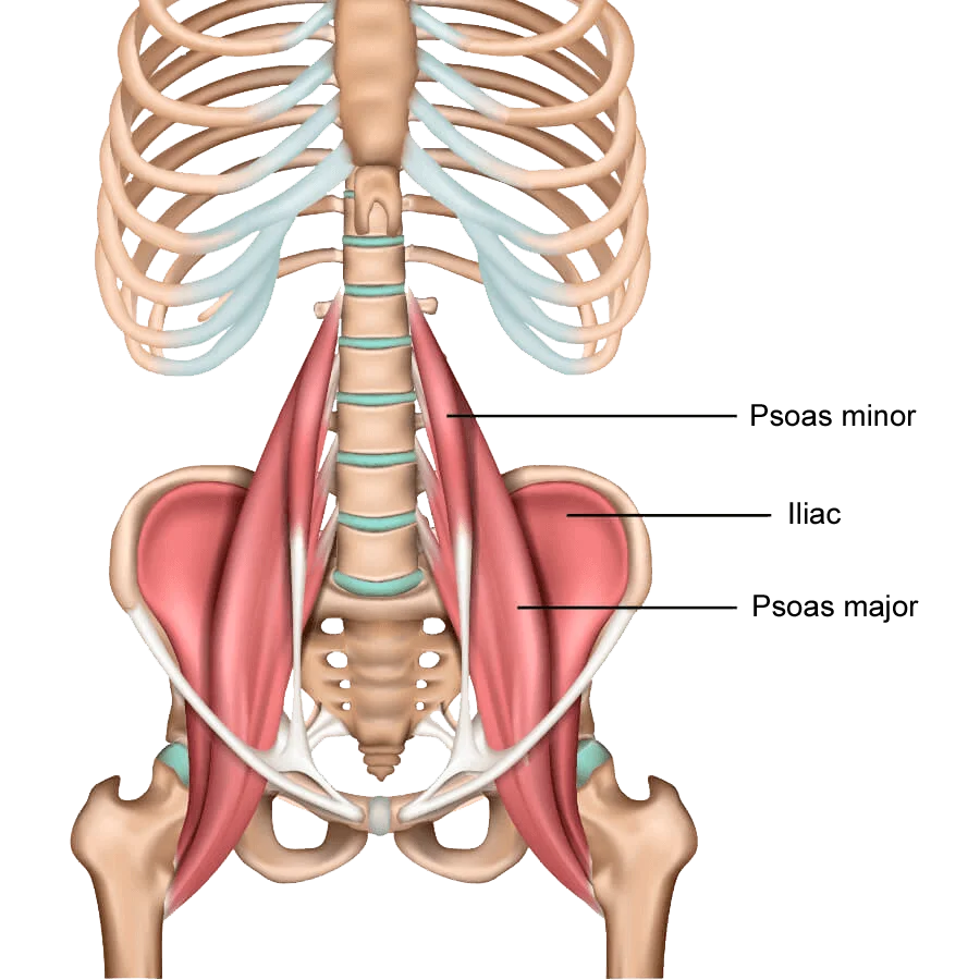 Anatomical illustration showing the psoas major and minor muscles in green, connecting the lumbar vertebrae to the femur through the pelvis.