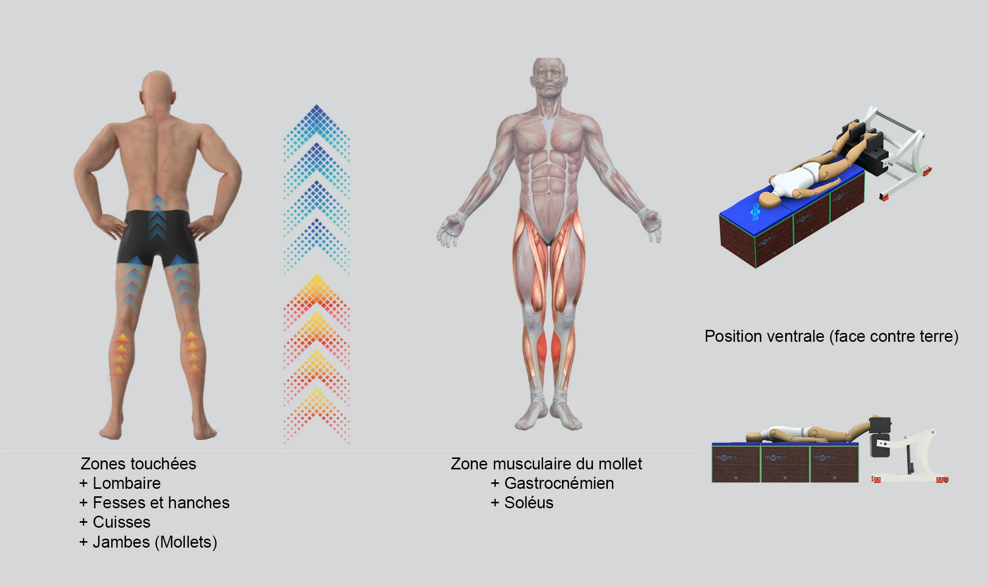 Infographie de l'équipement de récupération musculaire MRM montrant le traitement en position couchée sur le ventre (face contre terre), avec indication des zones traitées : lombaires, fessiers, hanches, cuisses et mollets, y compris les muscles gastrocnémiens et soléaires.