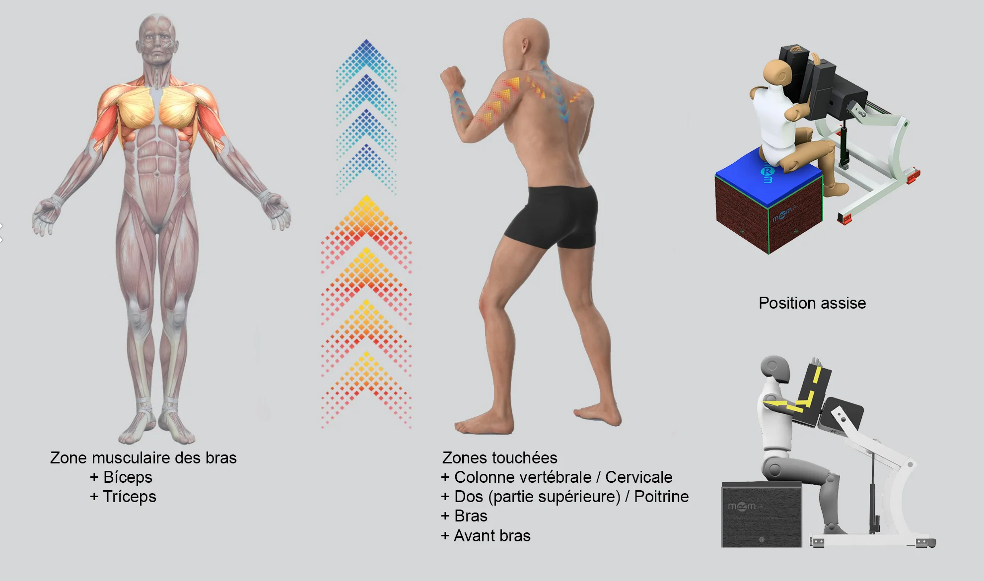 Infographie de l'équipe de récupération musculaire MRM montrant le traitement en position assise, indiquant les zones traitées : biceps, triceps, bras, avant-bras, haut du dos, poitrine, colonne vertébrale et région cervicale.