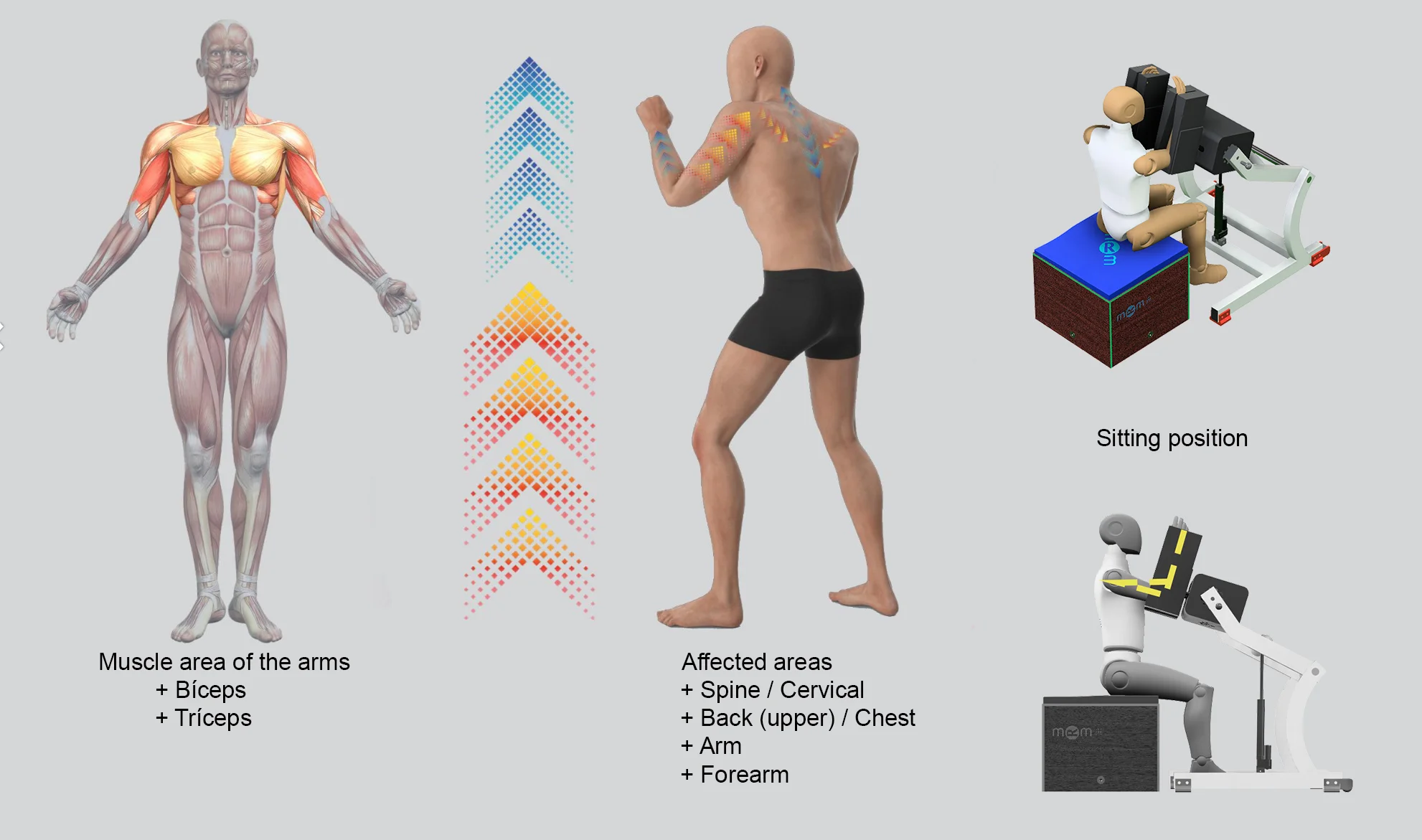 Infographic of the MRM muscle recovery team showing the treatment in a seated position, indicating the treated areas: biceps, triceps, arms, forearms, upper back, chest, spine and cervical area.