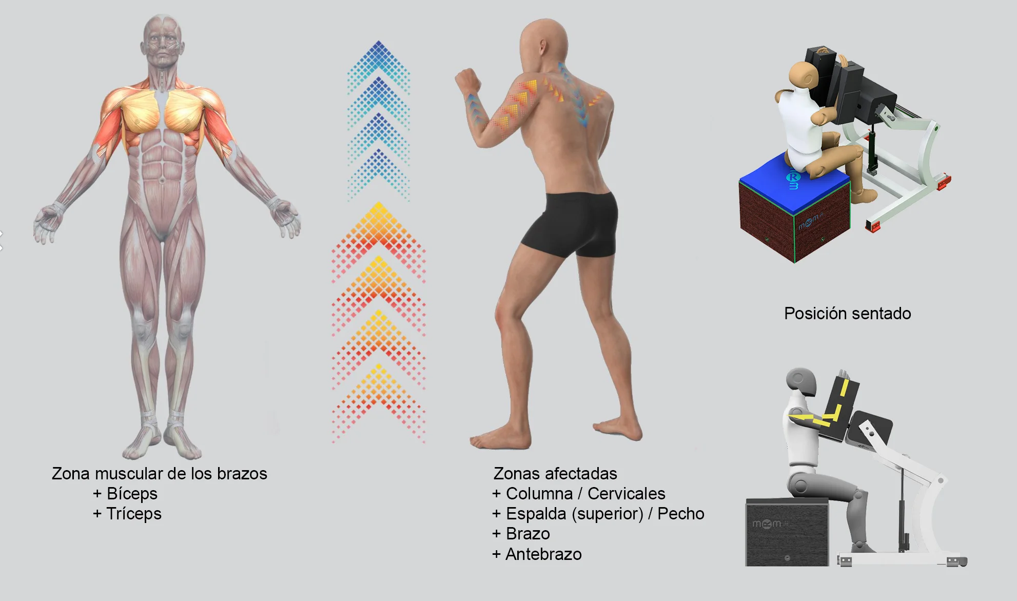 Tratamiento MRM en posición sentada para brazos, espalda superior y zona cervical Infografía del equipo MRM de recuperación muscular mostrando el tratamiento en posición sentada, con indicación de las áreas tratadas: bíceps, tríceps, brazos, antebrazos, espalda superior, pecho, columna y zona cervical.